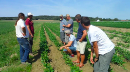 Des personnes se tiennent dans un champ cultivé et discutent en regardant les plants pousser.
