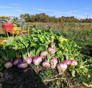 Des navets venant d'être récoltés sont déposés à côté d'une brouette qui contient déjà des poireaux
