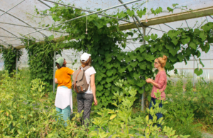 Trois femmes se tiennent devant une culture de houblon qui grimpe jusqu'au toit dans une serre